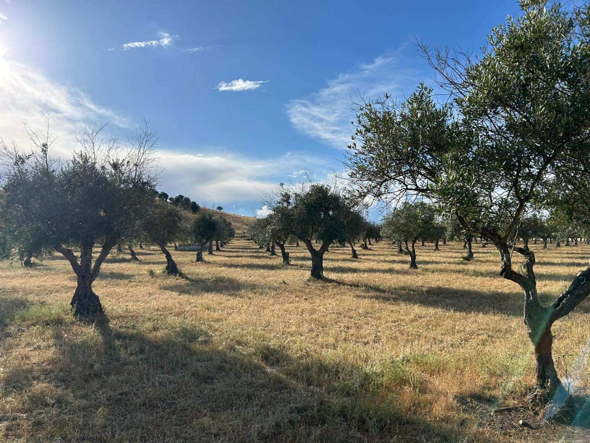 Horta Da Farm stay Alvito (Beja)